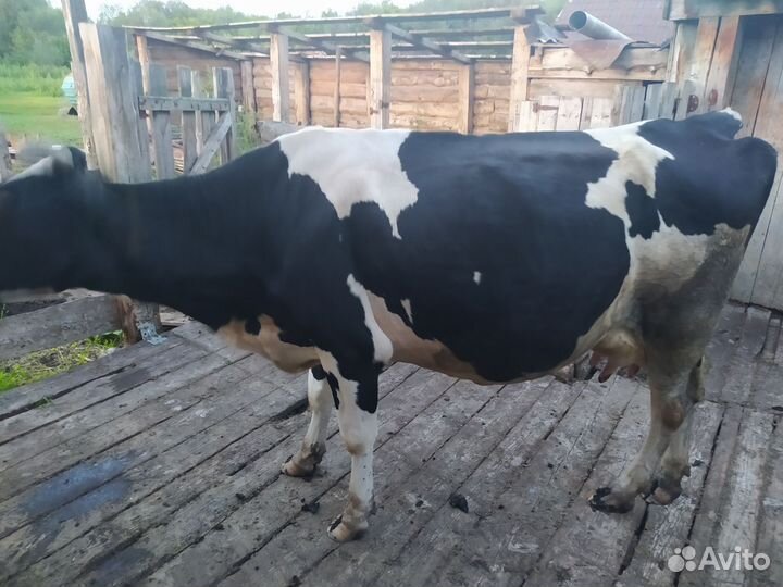 Корова стельная дойная