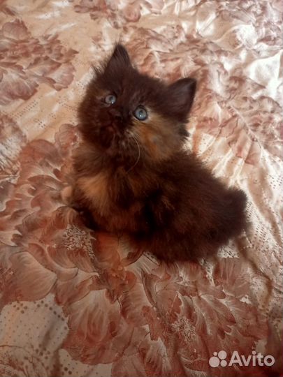 Котята - рысята