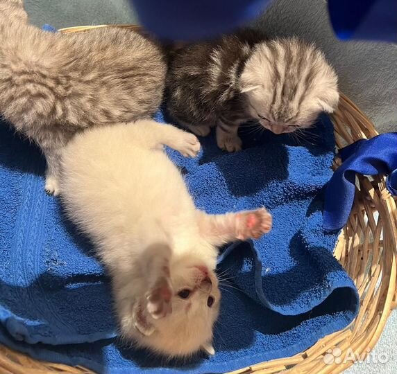 Шотландские котята