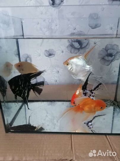 Продам аквариум на 18 л и другое