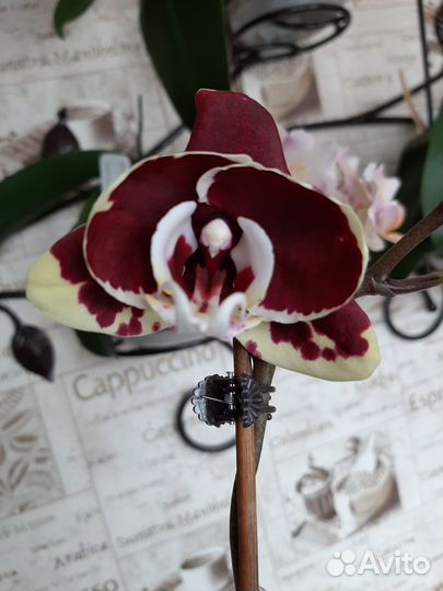Орхидея фаленопсис