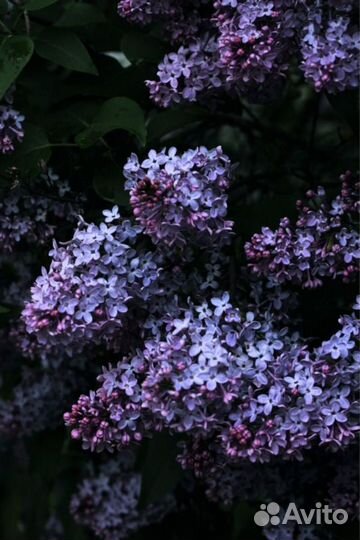 Шипучка для ванны