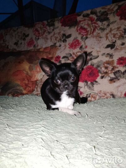 Чихуахуа девочка пророщенная
