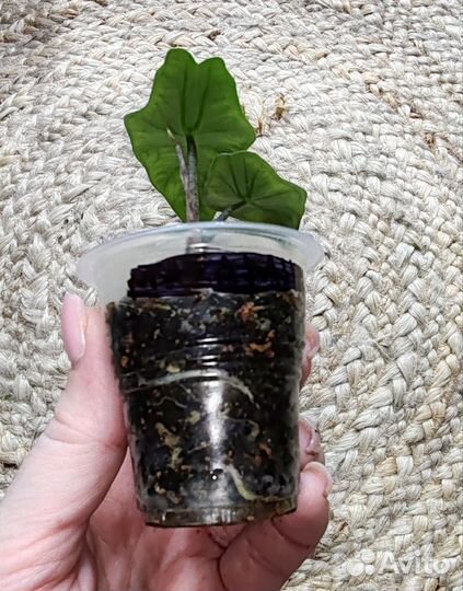 Алоказия хетерофилла