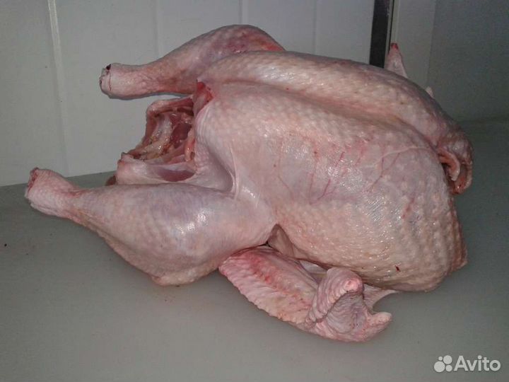 Мясо Кролик, бройлер, перепелка