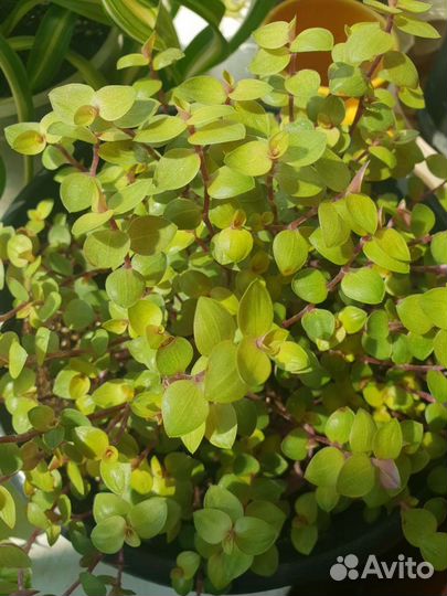 Каллизия золотая и розовая