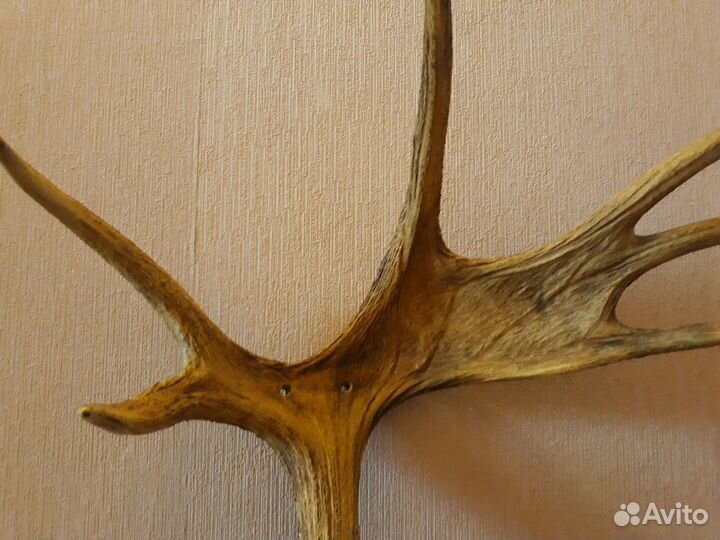 Рога лося для идей декора и интерьера и мебели