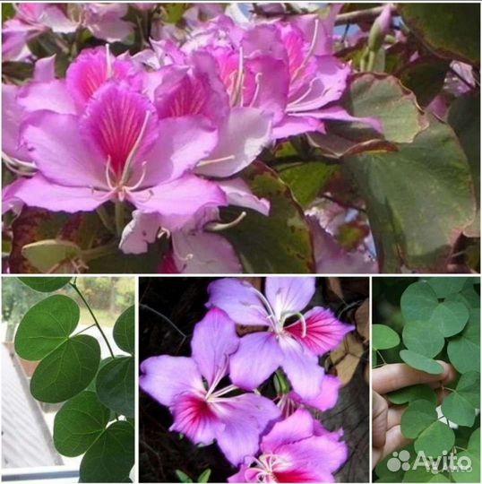 Баухиния,Руэлия,Хлопчатник,Каликант семена