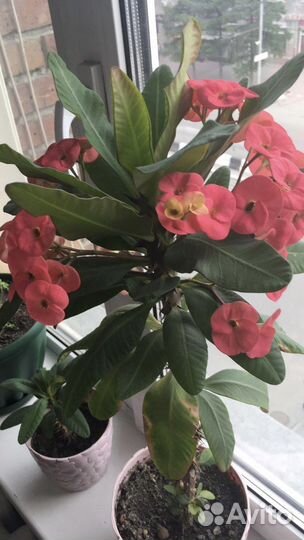 Молочай Миля, кактусы