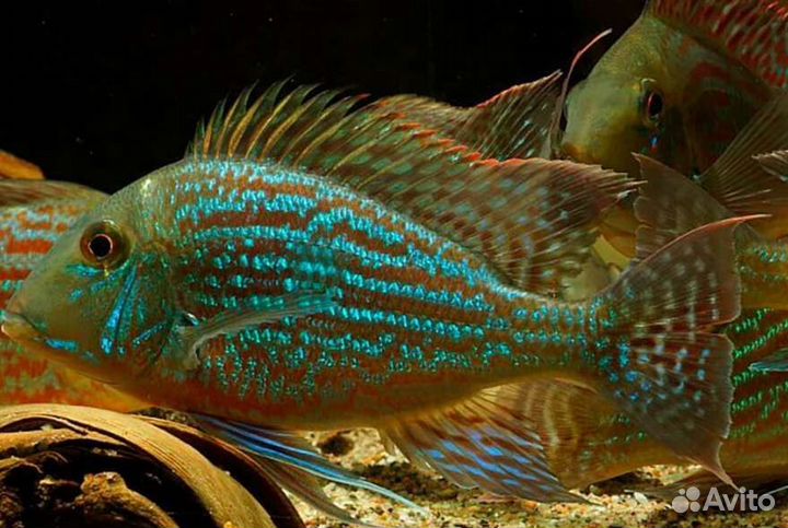 Аквариумные рыбы