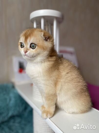 Золотая шиншилла девочка