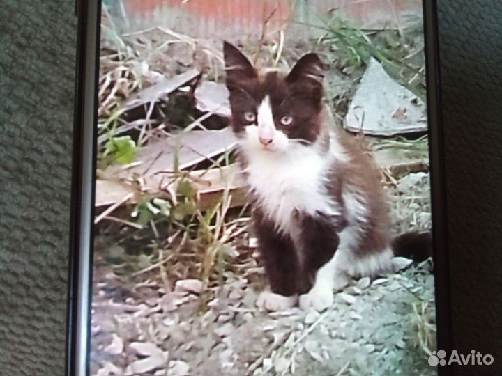 Котята в добрые руки даром