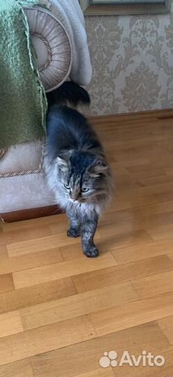 Вислоухая кошка в добрые руки