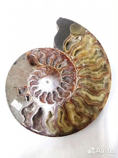 Аммонит большой