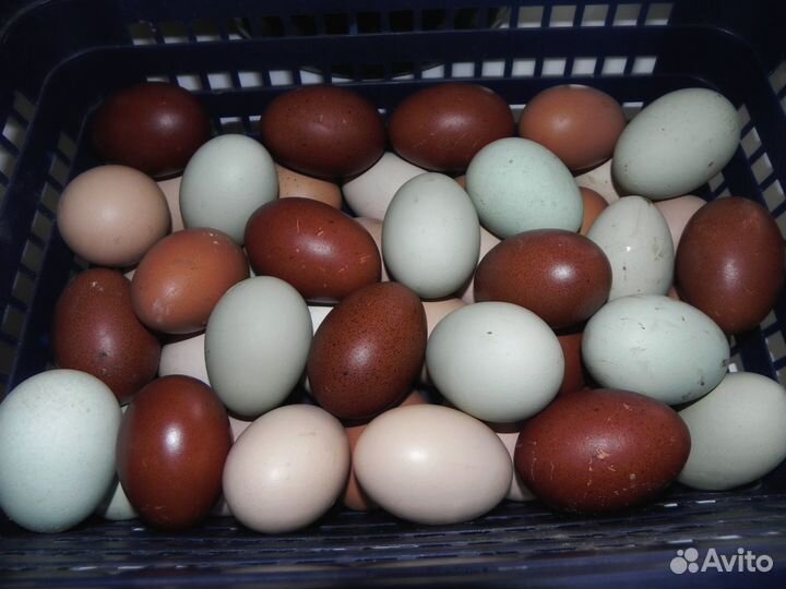 Инкубационное яйцо кур павловской, брамы, кохинхин
