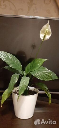 Комнатные цветы. Спатифиллум