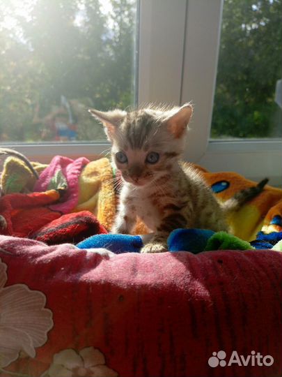 Котята бенгалы