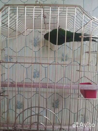 Попугай какарик