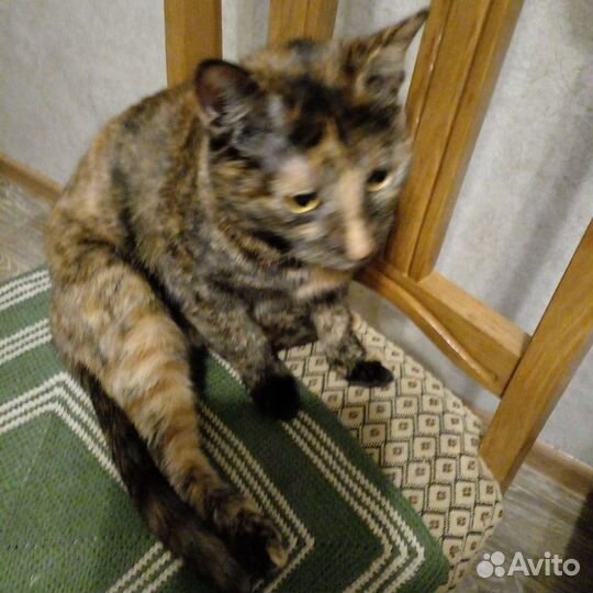 Кошка Стеша