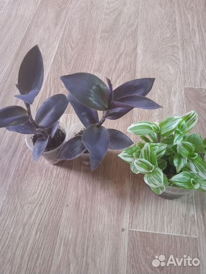 Традесканции сортовые