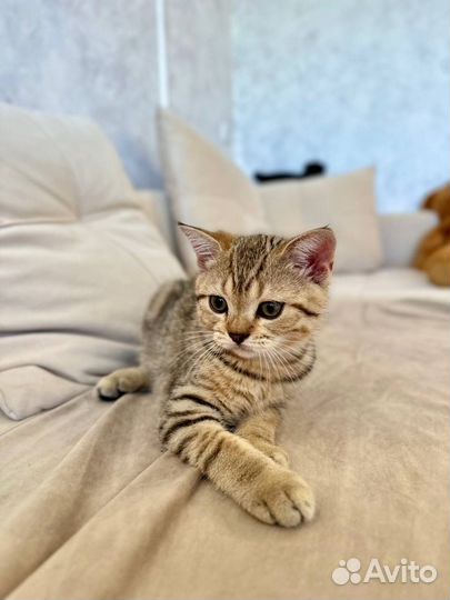 Шотландский котенок