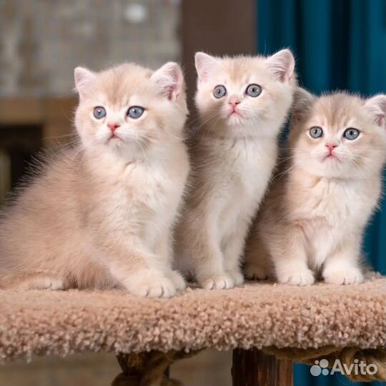 Британские котята голубое золото