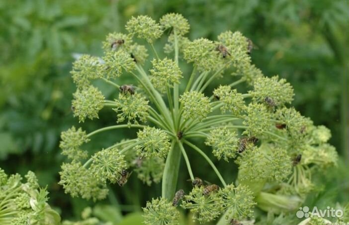 Мед Алтайский оптом