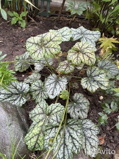 Саженцы гейхеры