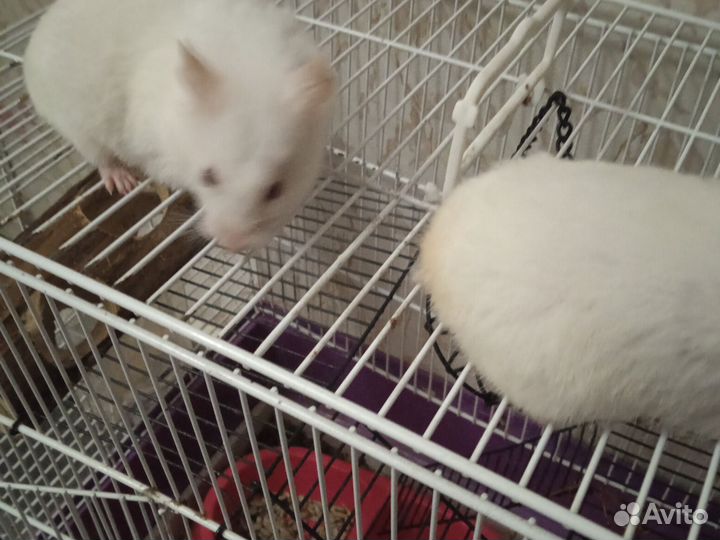 Отдам хомяка с клеткой