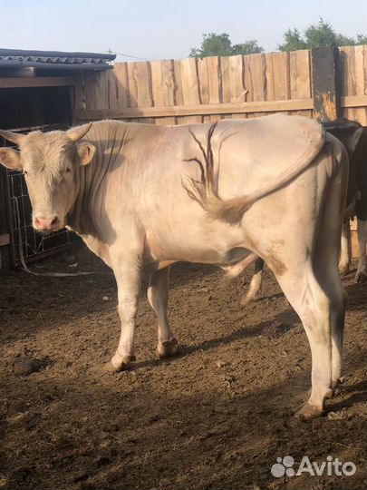 Бык Сементал