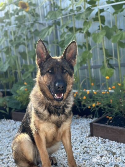 Немецкая овчарка
