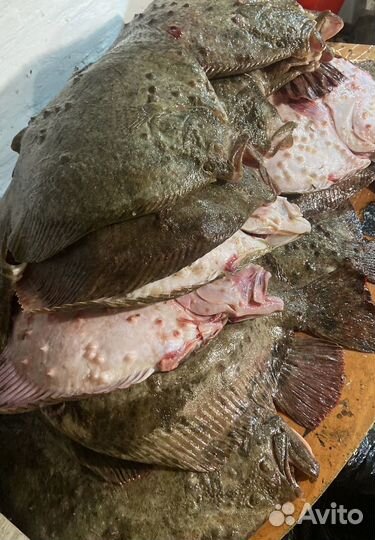 Камбала черноморская (калкан)