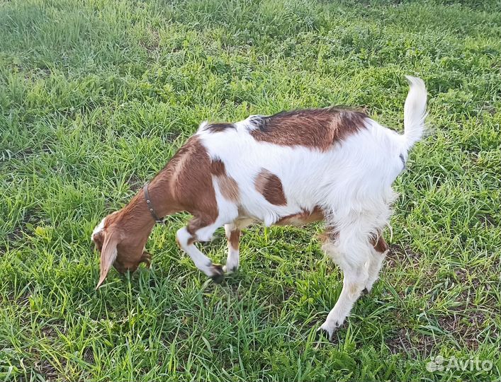 Козлята