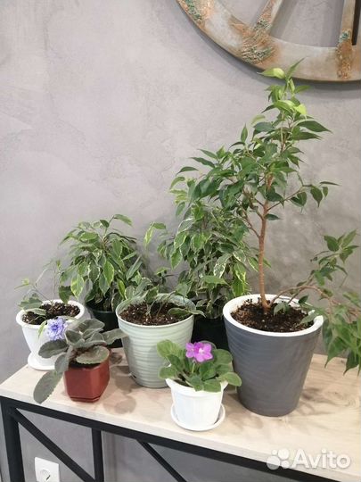 Фикусы, фиалки