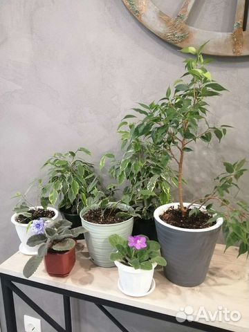 Фикусы, фиалки