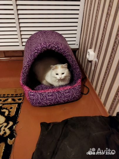 Найти кошечку