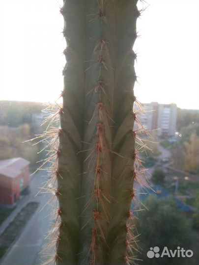 Большой кактус