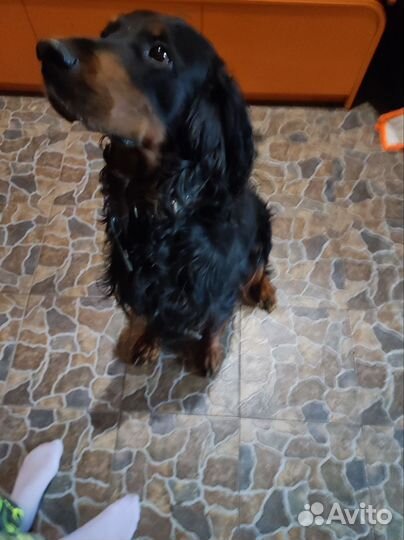 Шотландский сеттер