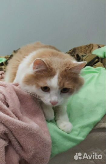 Котик в дар