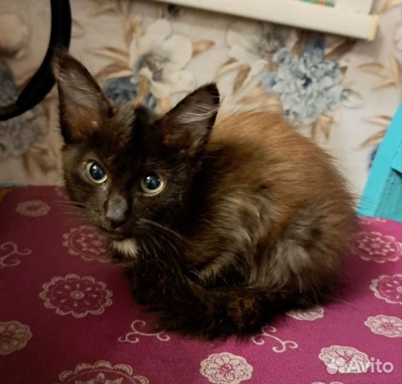 Кошка в дар бесплатно