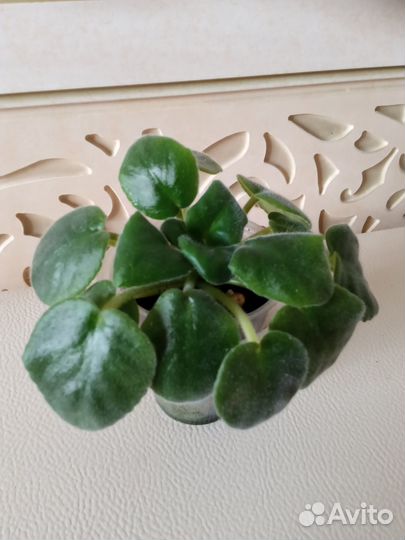 Фиалки стартеры