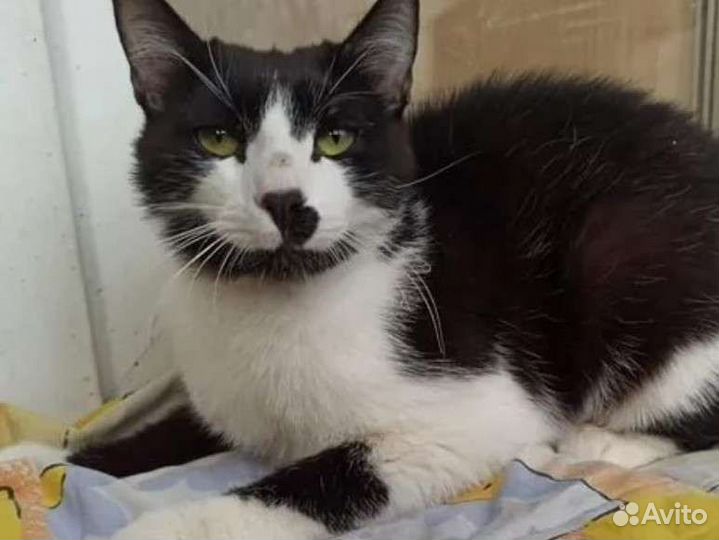 Кот в добрые руки