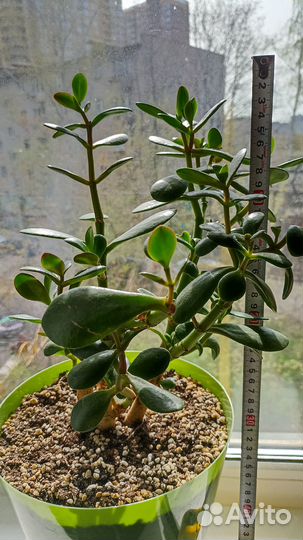 Денежное дерево-толстянка(красулла)