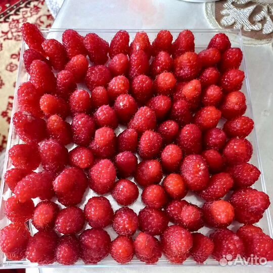 Саженцы малины