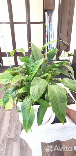 Спатифиллум (женское счастье)