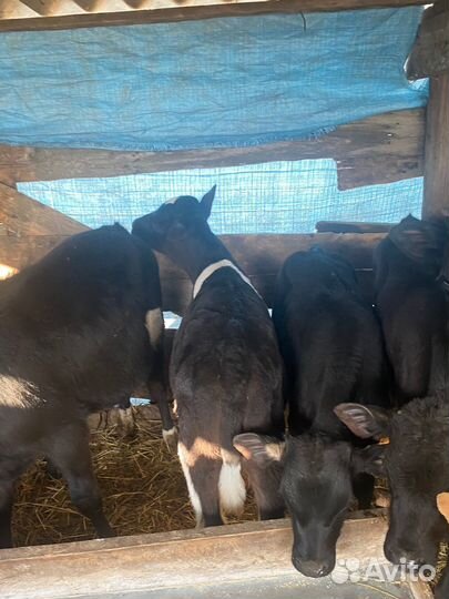 Бычки от 3-х до 8-ми месяцев