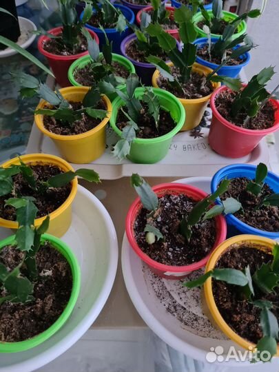 Комнатные цветы