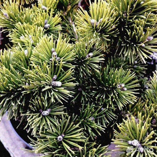 Сосна на участок. Из питомника