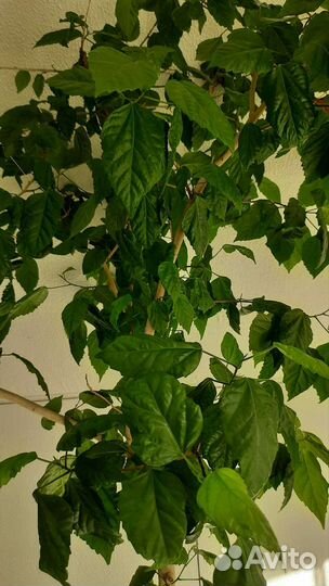 Гибискус китайская роза