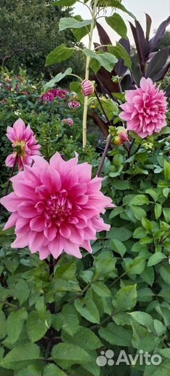 Георгины,клубни